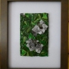 Hortensia